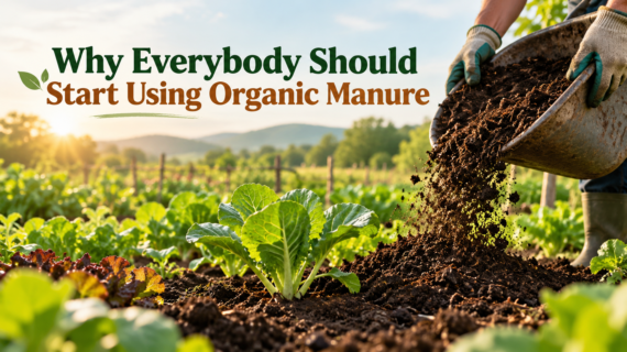 Why Everybody Should Start Using Organic Manure